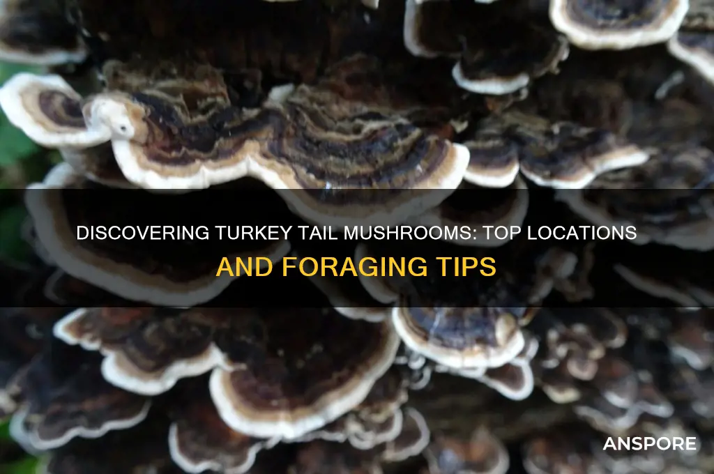 where to find turkey tail mushrooms