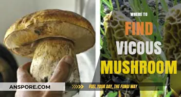Discovering Vicious Mushrooms: Top Locations for Foraging Safely