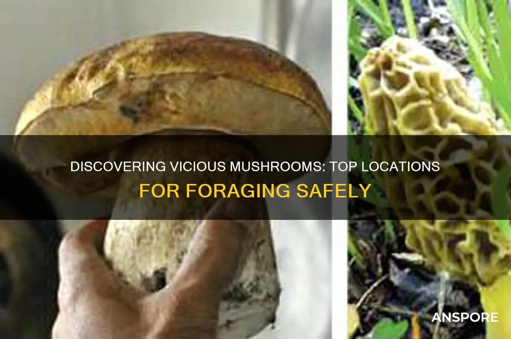 where to find vicous mushrooms