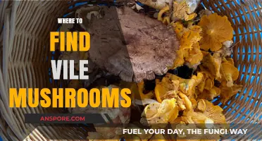 Discovering Vile Mushrooms: Top Locations for Foraging and Identification
