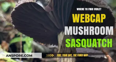 Discover Violet Webcap Mushrooms in Sasquatch Territory: Top Locations