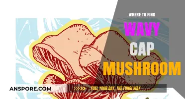 Discovering Wavy Cap Mushrooms: Top Spots for Foraging Success