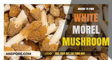 Discovering White Morel Mushrooms: Prime Locations and Foraging Tips