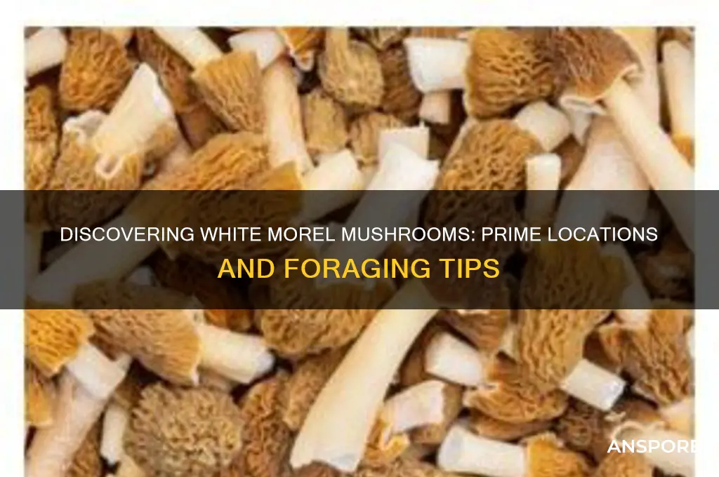 where to find white morel mushrooms