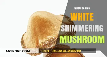 Discovering White Shimmering Mushrooms: Top Spots for Foraging Enthusiasts