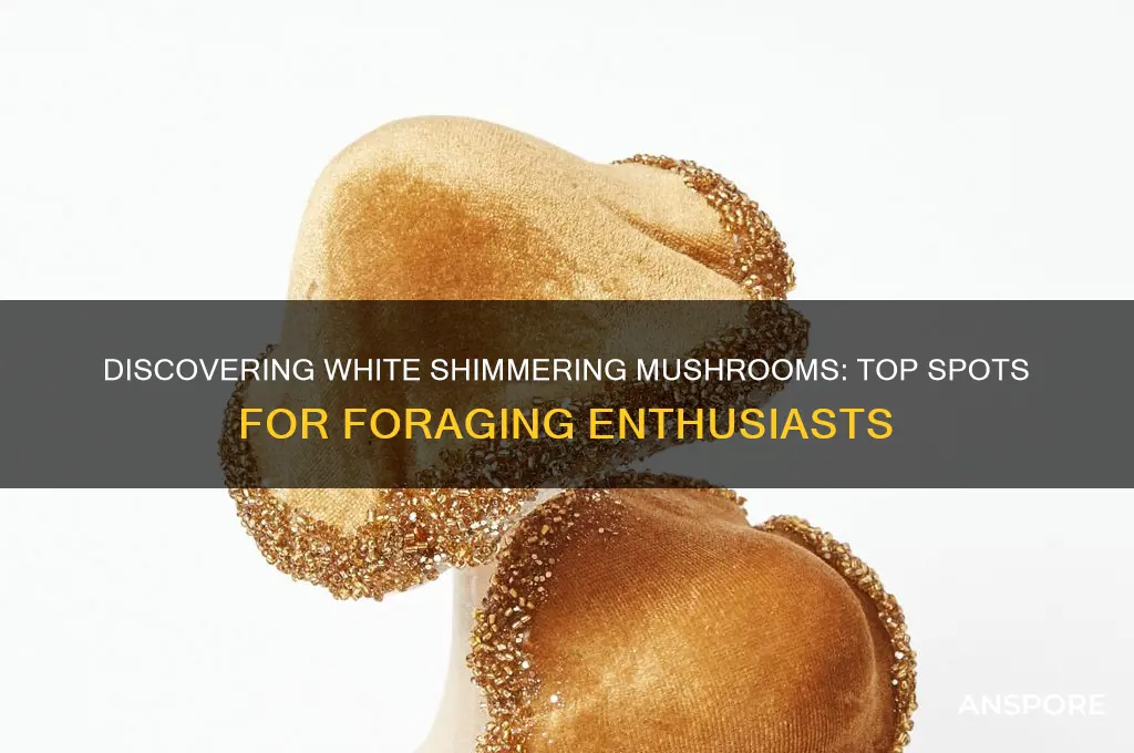 where to find white shimmering mushrooms