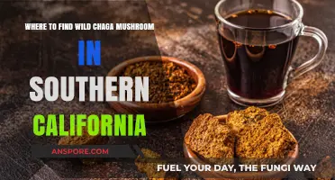 Discovering Wild Chaga Mushrooms in Southern California's Hidden Forests