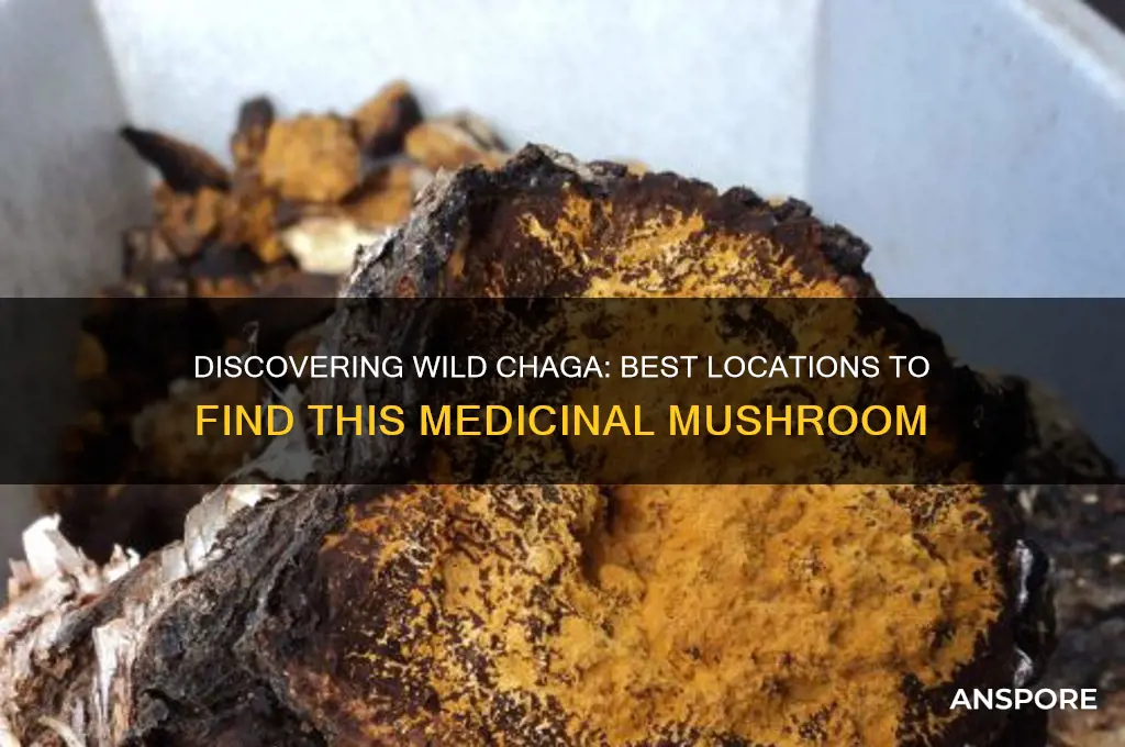 where to find wild chaga mushroom