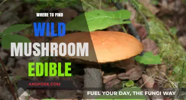 Discovering Edible Wild Mushrooms: Top Foraging Spots and Safety Tips