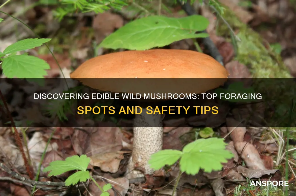 where to find wild mushroom edible
