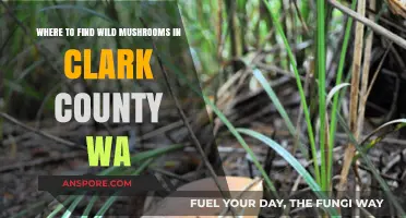 Discover Clark County WA's Best Wild Mushroom Foraging Spots