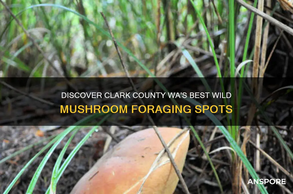 where to find wild mushrooms in clark county wa