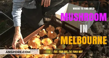Discover Melbourne's Best Spots for Wild Mushroom Foraging