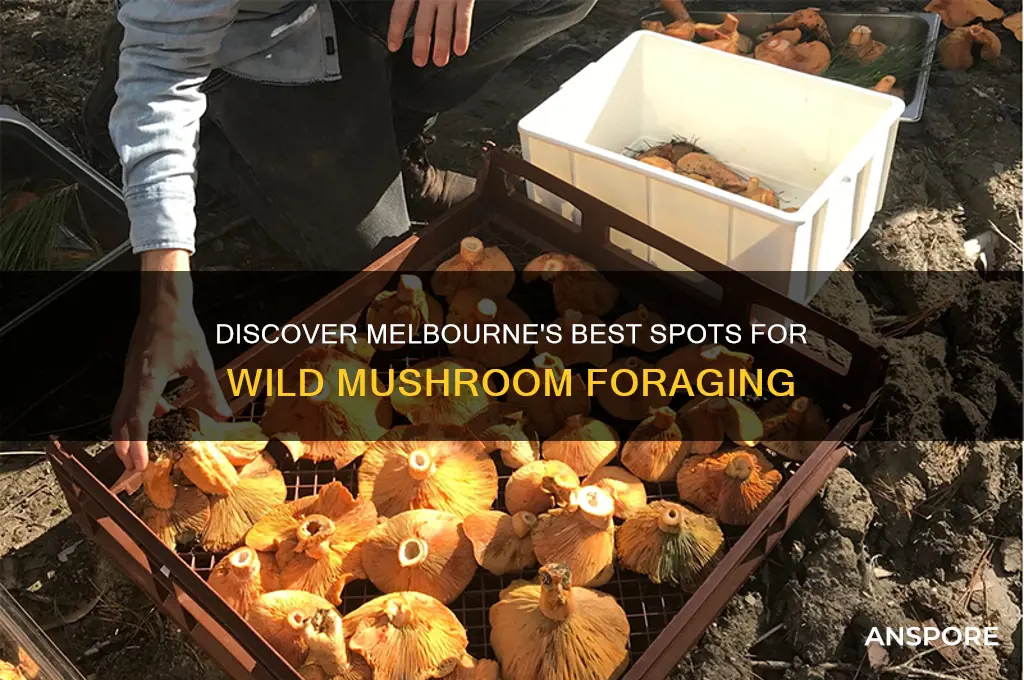 where to find wild mushrooms in melbourne