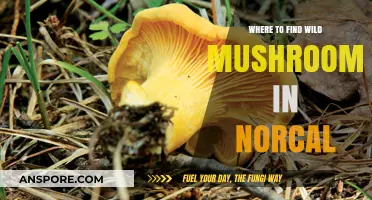 Exploring NorCal's Best Spots for Wild Mushroom Foraging Adventures