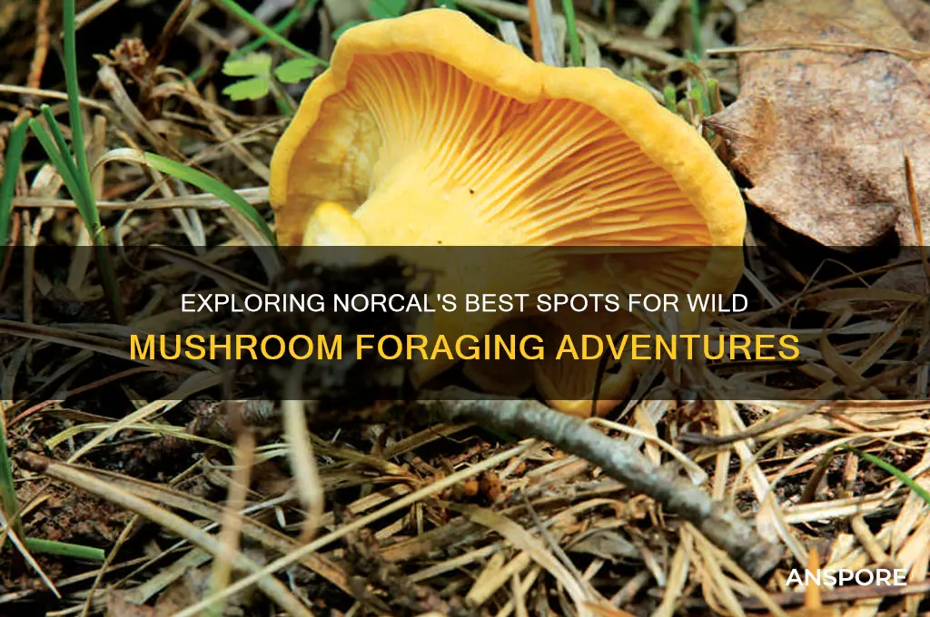 where to find wild mushrooms in norcal
