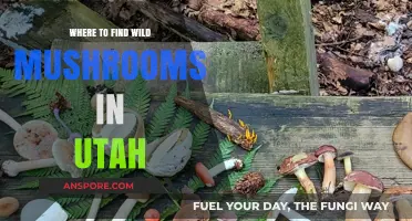 Utah's Hidden Treasures: Best Spots for Wild Mushroom Foraging