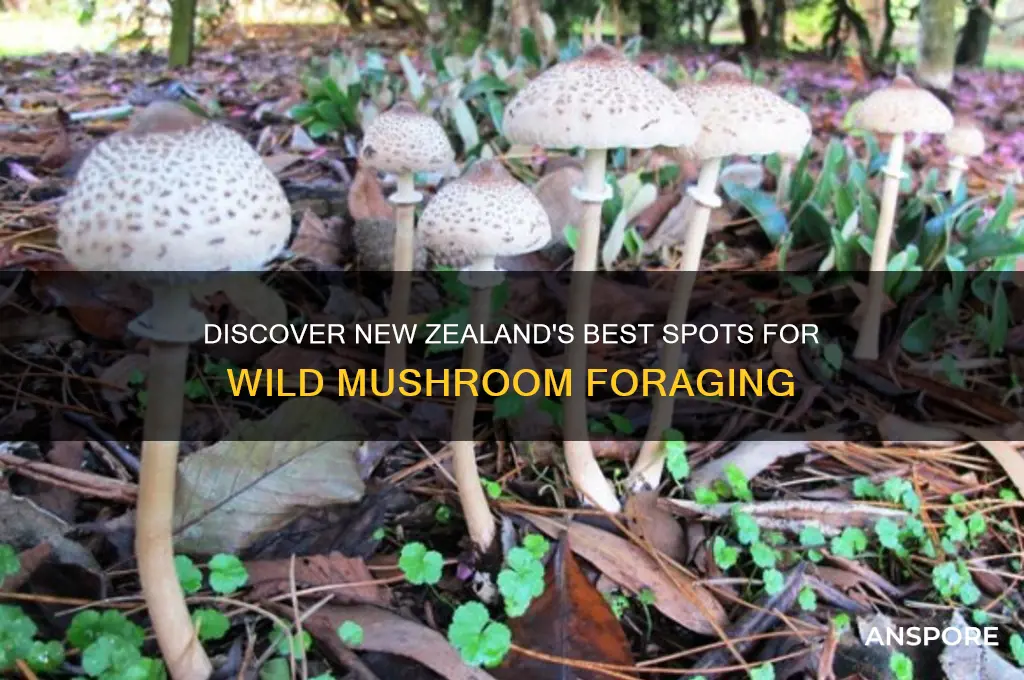 where to find wild mushrooms nz