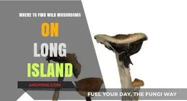 Discover Long Island's Hidden Wild Mushroom Spots: A Foraging Guide