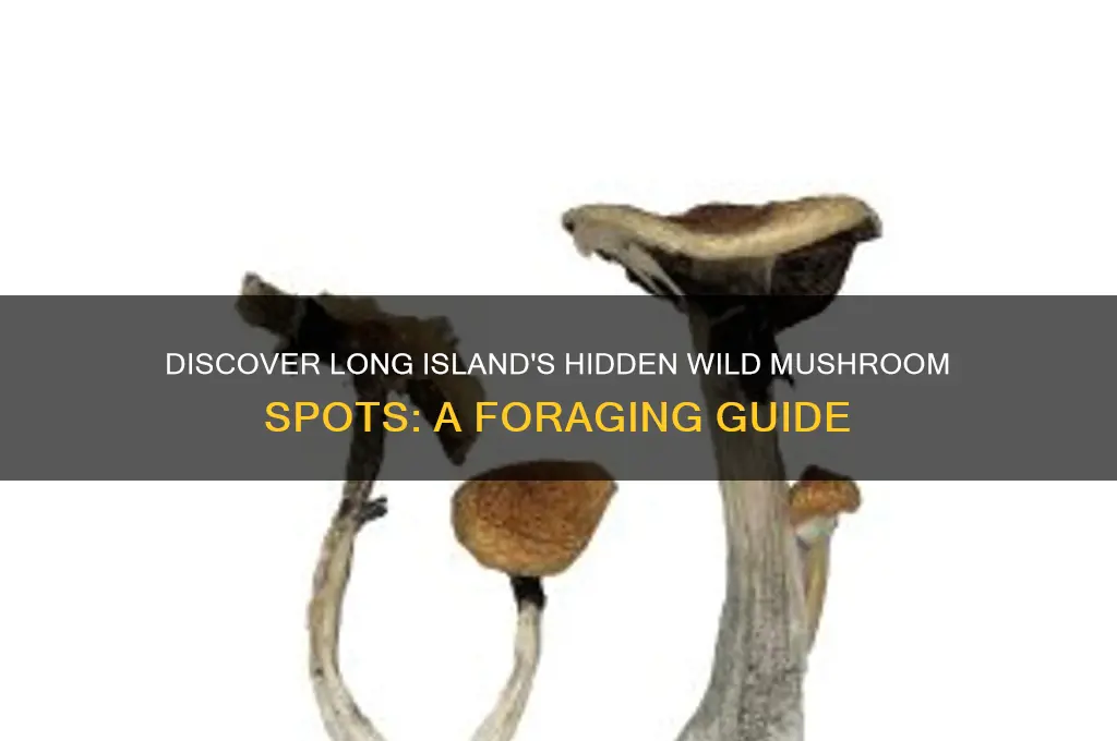 where to find wild mushrooms on long island