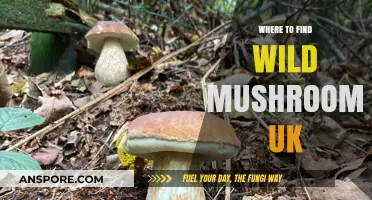 Discovering UK's Wild Mushrooms: Top Spots for Foraging Adventures