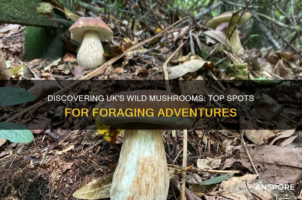 where to find wild mushrooms uk