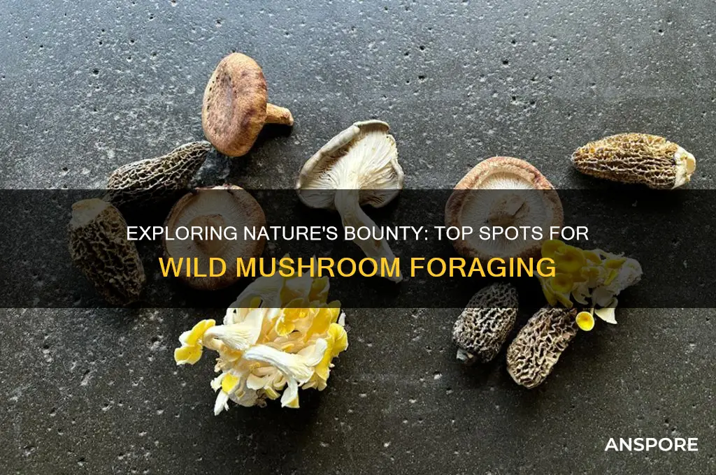 where to find wild mushrooms