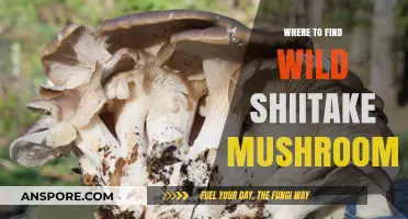 Discovering Wild Shiitake Mushrooms: Prime Locations and Foraging Tips
