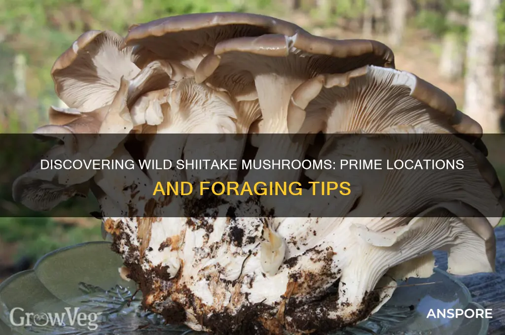 where to find wild shiitake mushrooms
