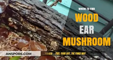 Discovering Wood Ear Mushrooms: Top Locations for Foraging and Buying