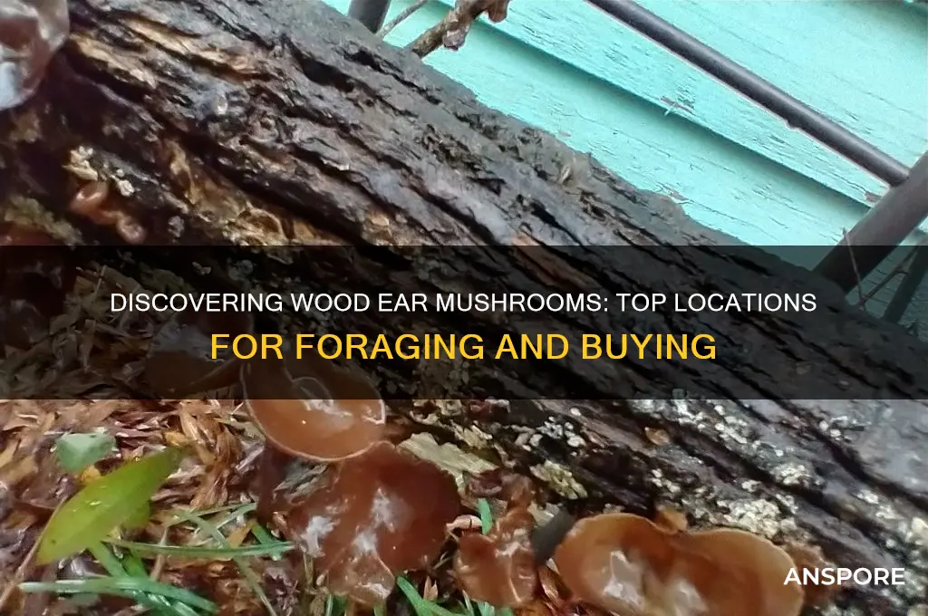 where to find wood ear mushrooms