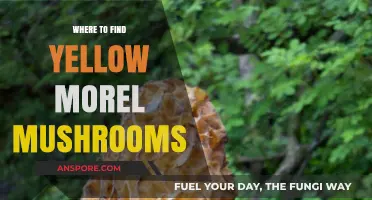 Discovering Yellow Morel Mushrooms: Top Spots for Foraging Success