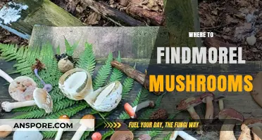 Discovering Morel Mushrooms: Best Places to Forage