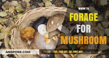 Mushroom Foraging: Best Places to Find Them