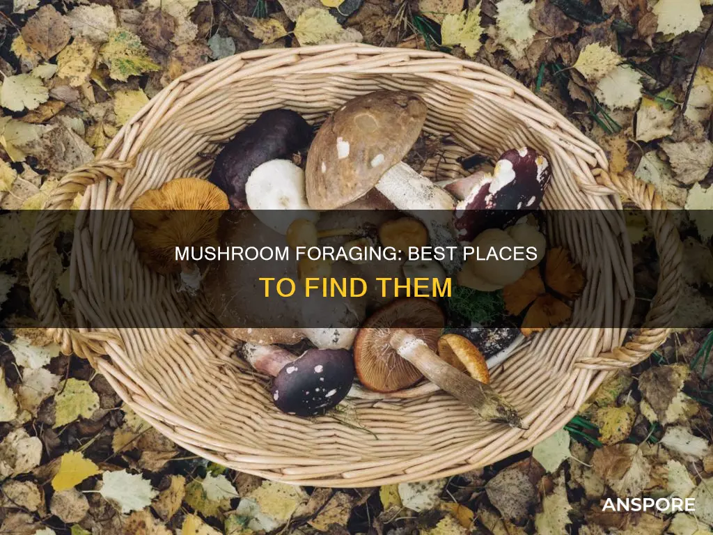 where to forage for mushrooms