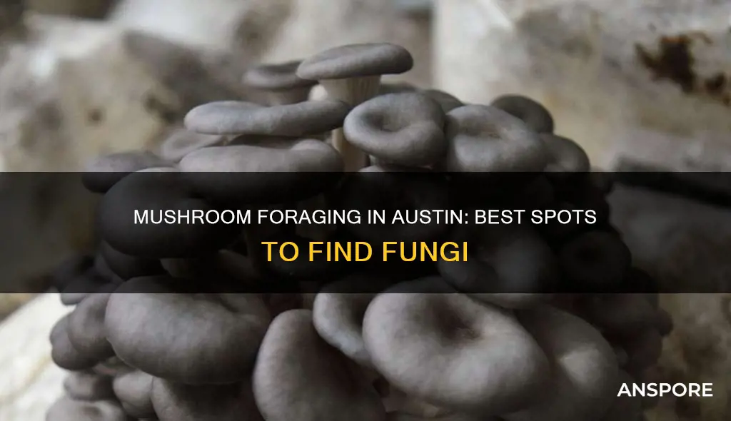 where to forage mushrooms austin