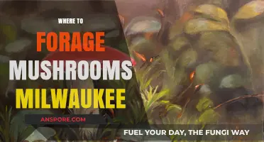 Foraging Mushrooms in Milwaukee: Best Locations