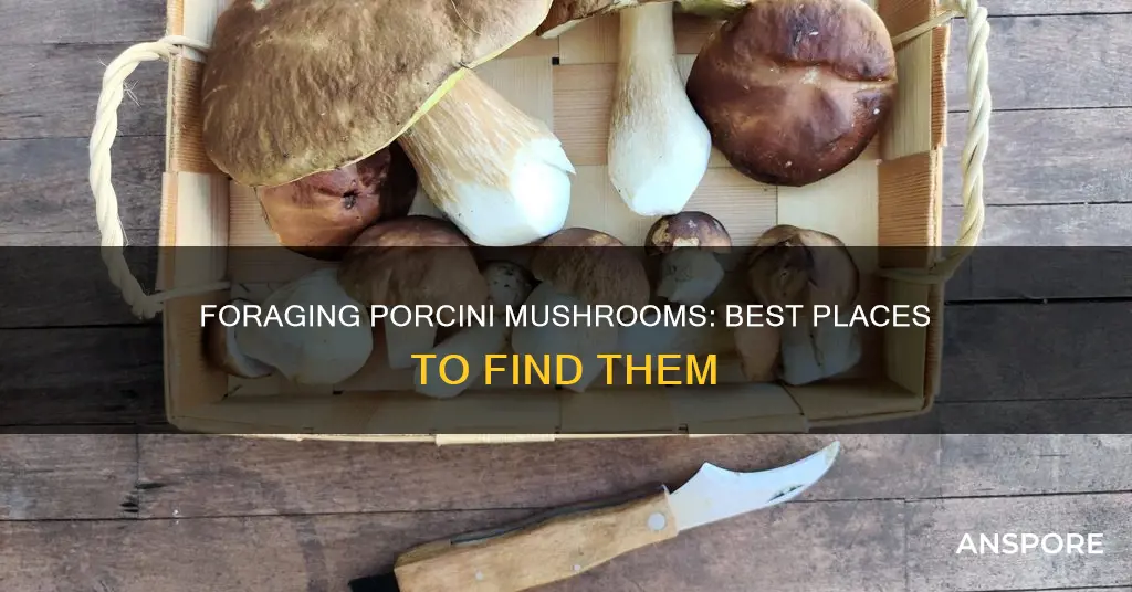 where to forage porcini mushrooms