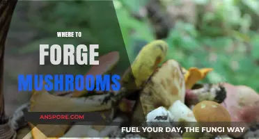 Mushroom Foraging: The Best Places to Hunt