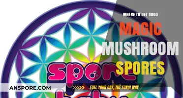 Best Sources for Quality Magic Mushroom Spores: A Comprehensive Guide