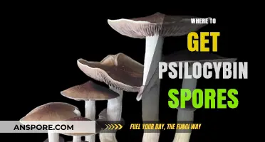 Where to Legally Obtain Psilocybin Spores for Research and Cultivation