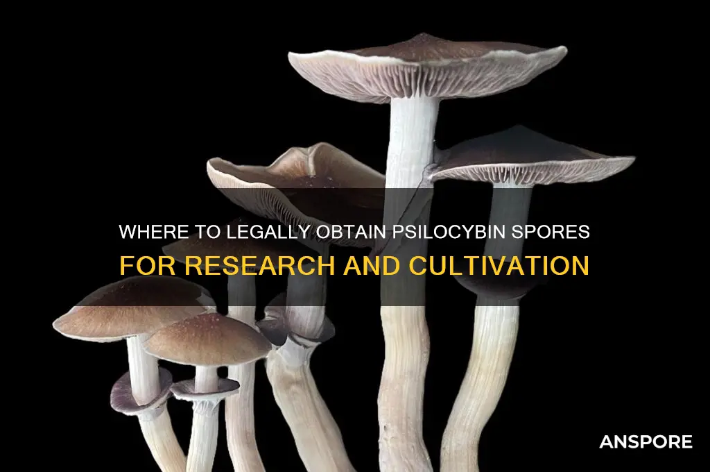 where to get psilocybin spores