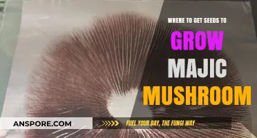 Discover the Best Sources for Magic Mushroom Spores and Seeds