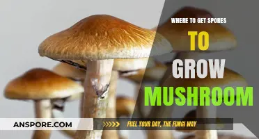 Best Sources for Mushroom Spores: A Comprehensive Guide to Growing