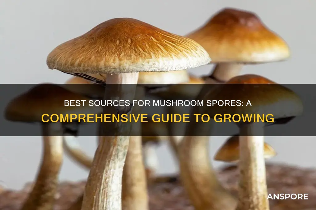 where to get spores to grow mushrooms