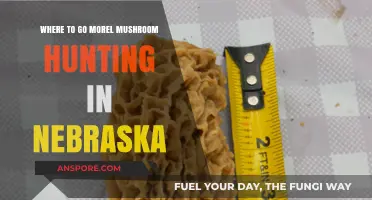Nebraska's Best Morel Mushroom Hunting Spots: A Forager's Guide