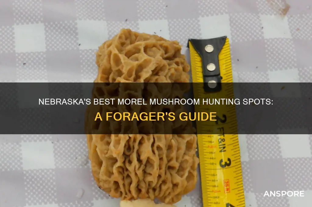 where to go morel mushroom hunting in nebraska