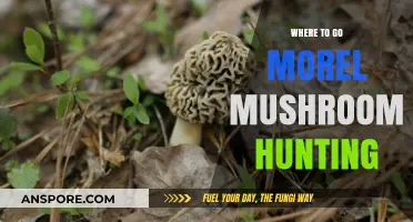 Best Spots for Morel Mushroom Hunting: A Forager's Guide