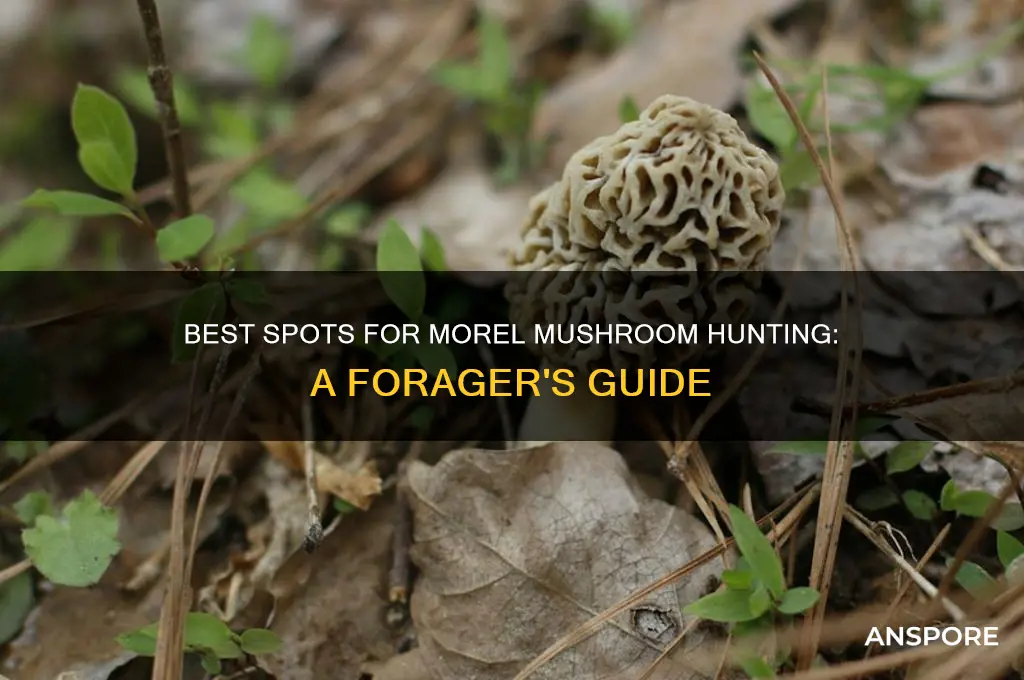 where to go morel mushroom hunting