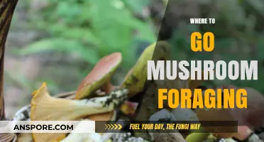 Mushroom Foraging: Best Places to Hunt